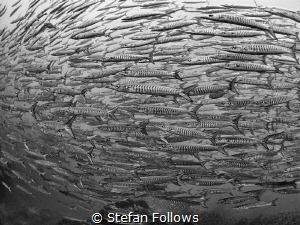 Fishiness of Fish

Chevron Barracuda - Sphyraena qenie... by Stefan Follows 